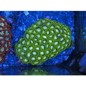 画像: HANNAオーシャンズファーム　アケビ・イエローグリーン（PM）