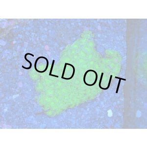 画像: HANNAオーシャンズファーム　エメラルダス（SP）