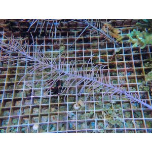 画像: 1130ピピンネイトシープラム（カリブ）01