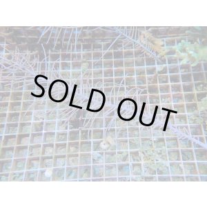 画像: 1130ピピンネイトシープラム（カリブ）01