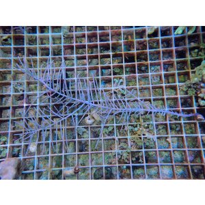 画像: 1130ピピンネイトシープラム（カリブ）02