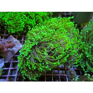 画像: 1130ツツマルハナサンゴ01