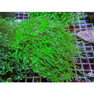 画像: 1130ツツマルハナサンゴ04