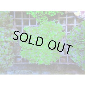 画像: 1130ホンタコアシサンゴメタリックグリーン01