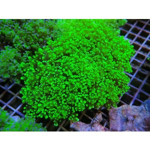 画像: 1130ホンタコアシサンゴメタリックグリーン02