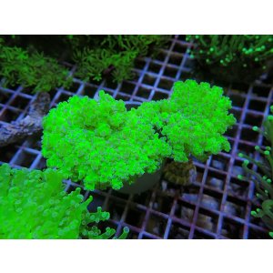 画像: 1130ホンタコアシサンゴメタリックグリーン03（カット個体）