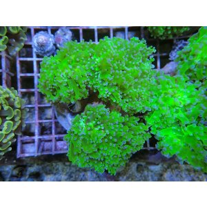 画像: 1130タコアシブランチメタリックグリーン02