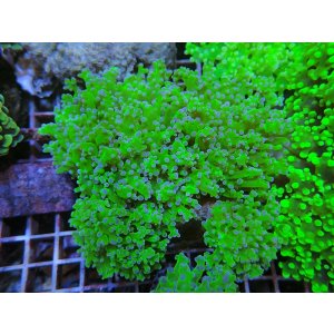 画像: 1130タコアシブランチメタリックグリーン03