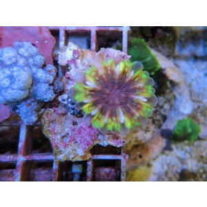 画像: 1130コハナガタサンゴグリーンS01