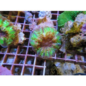 画像: 1130コハナガタサンゴグリーンS02