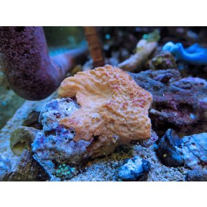 画像: 1130オレンジスポンジ