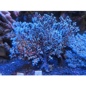 画像: 1207トゲナシヤギブルー01