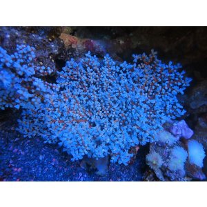 画像: 1207トゲナシヤギブルー02