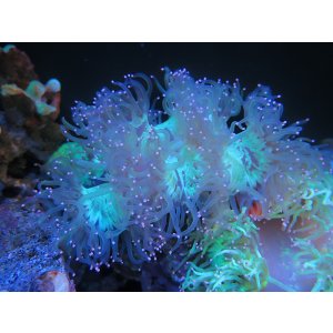 画像: 1207トランペットコラール先端ピンク03