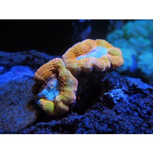 画像: 1207マルハナガタサンゴオレンジ