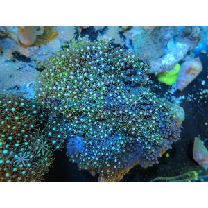 画像: 1207スターポリプ（バリ）グリーン01