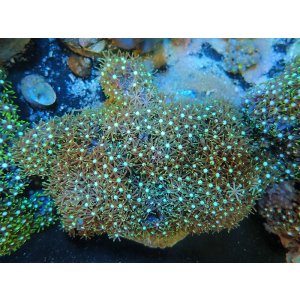 画像: 1207スターポリプ（バリ）グリーン02