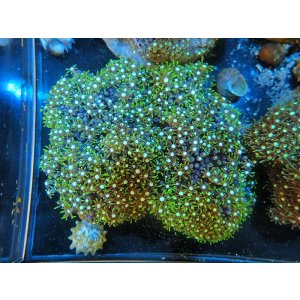 画像: 1207スターポリプ（バリ）グリーン03