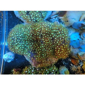 画像: 1207スターポリプ（バリ）グリーン04