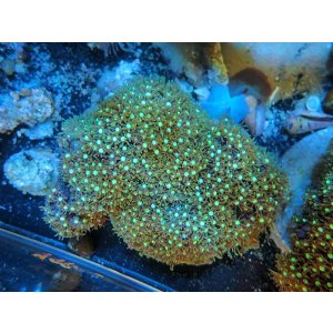 画像: 1207スターポリプ（バリ）グリーン05