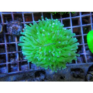 画像: 1207パラオクサビライシメタリックグリーン