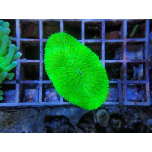 画像: 1207クサビライシsp.メタリックグリーン