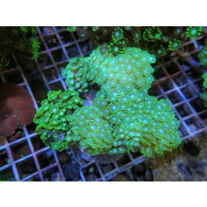 画像: 1207エダアワサンゴグリーン01