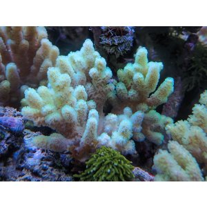 画像: 1207ナグラカタトサカ蛍光グリーンＭ01