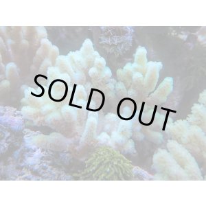 画像: 1207ナグラカタトサカ蛍光グリーンＭ01