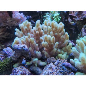 画像: 1207ナグラカタトサカ蛍光グリーンＭ02