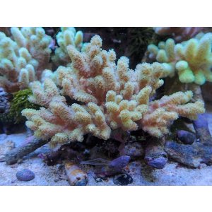 画像: 1207ナグラカタトサカ蛍光グリーンＭ03