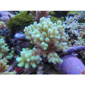 画像: 1207ナグラカタトサカ蛍光グリーンＭ04