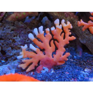 画像: 1222サンゴモドキオレンジ01