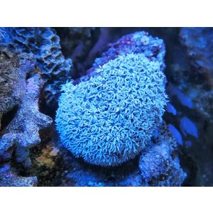 画像: 1222クダサンゴ（フィジー）01