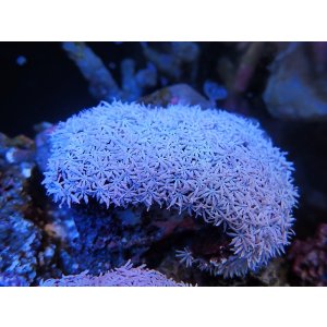 画像: 1222クダサンゴ（フィジー）03