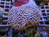 画像: 1222ハナガササンゴ（フィジー）パープル01
