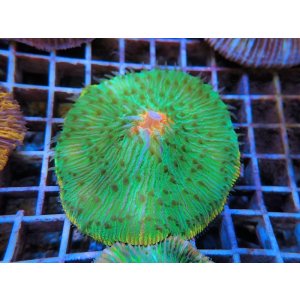 画像: 1222クサビライシ（バリ）07