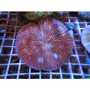 画像: 1222クサビライシ（フィジー）パープル01