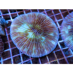 画像: 1222クサビライシ（フィジー）パープル02