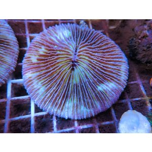 画像: 1222クサビライシ（フィジー）パープル03