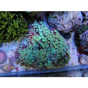 画像: 1222クダサンゴ（沖縄）グリーンSM