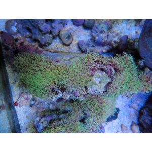 画像: 1222スターポリプ（沖縄）グリーン03