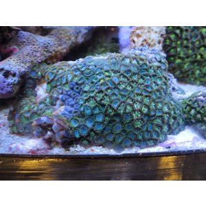 画像: 1222マメスナギンチャク（沖縄）02