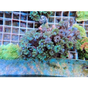 画像: 0105ツツウミヅタ（沖縄）グリーン02