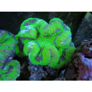 画像: 0105ハナガタサンゴグリーン02