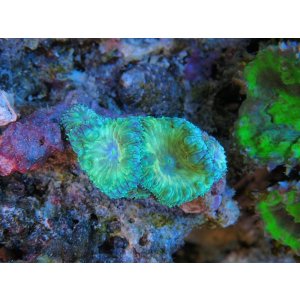 画像: 0105オオタバサンゴイエローグリーンS