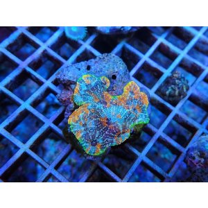 画像: 0105オオトゲキクメイシオレンジ