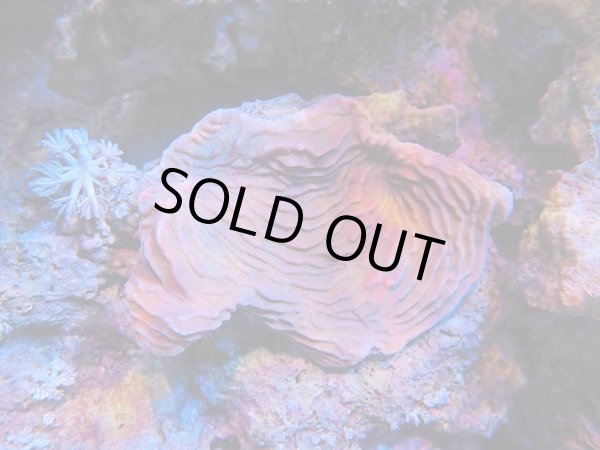 画像1: 0105シワリュウモンサンゴ