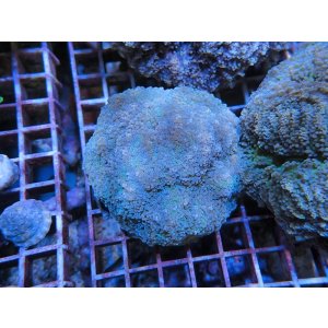 画像: 0105ハナブサツツマルサンゴ01