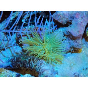 画像: 0105ケヤリムシの一種イエロー01